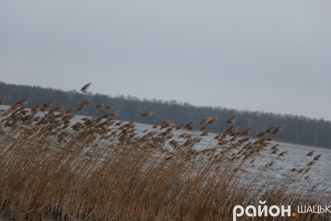 Звідки на волинському озері з'явилася грузинська Піцунда