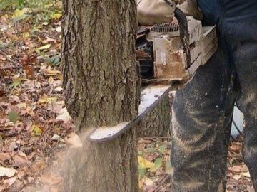 Лісокрадами на Волині зацікавилася прокуратура