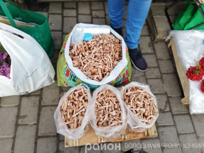Скільки коштує кілограм грибів на Волині. ФОТО