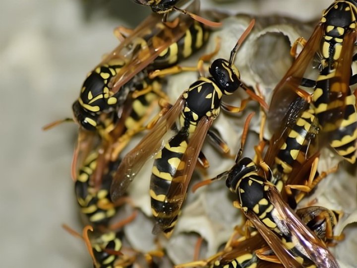 Шершні в міських умовах: особливості знищення гнізд у квартирах і на балконах