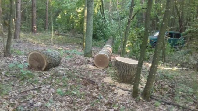 На Волині знову зловили «чорних лісорубів». ФОТО