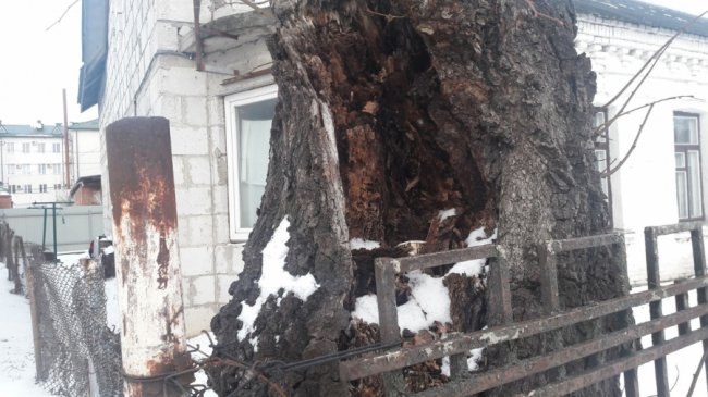 Може впасти на людей: лучанин просить зрізати аварійне дерево. ФОТО