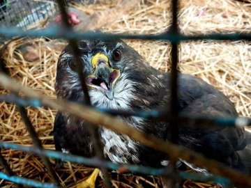 Волинські розвідники врятували птаха.ФОТО