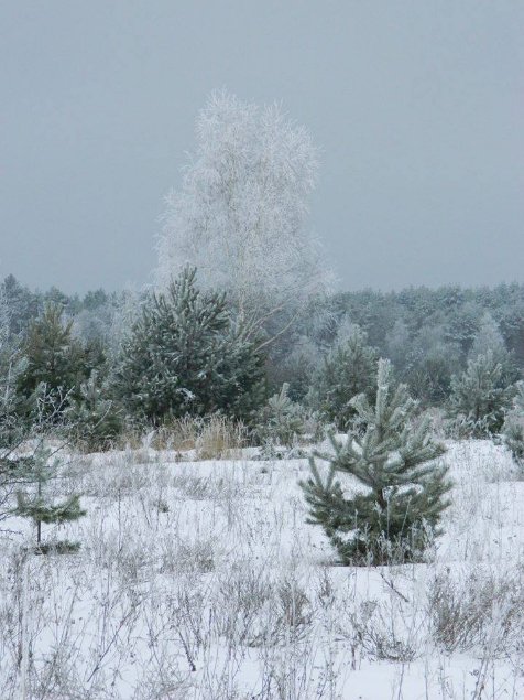 Казкові краєвиди Цуманської пущі. ФОТО