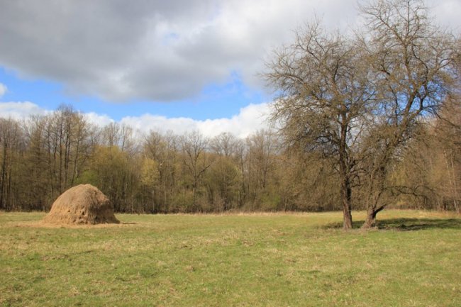Казкові краєвиди Цуманської пущі. ФОТО