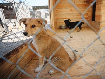 У Луцьку хочуть створити притулок для бездомних тварин 