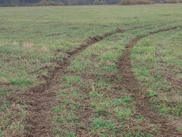 На Волині дрифтувальники пошкодили 20 соток посіву озимого жита