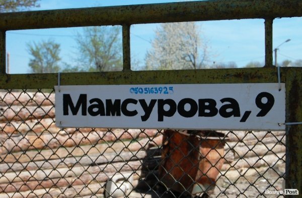 Іноземці безплатно стерилізуватимуть луцьких собак