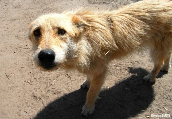 Іноземці безплатно стерилізуватимуть луцьких собак