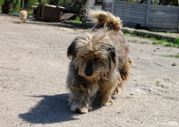 Іноземці безплатно стерилізуватимуть луцьких собак