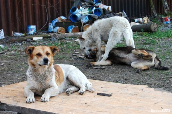 Іноземці безплатно стерилізуватимуть луцьких собак
