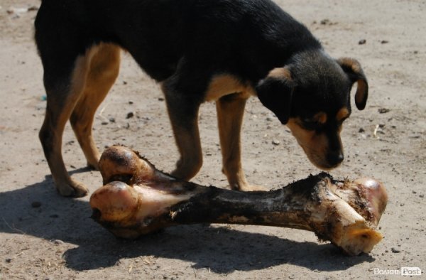 Іноземці безплатно стерилізуватимуть луцьких собак