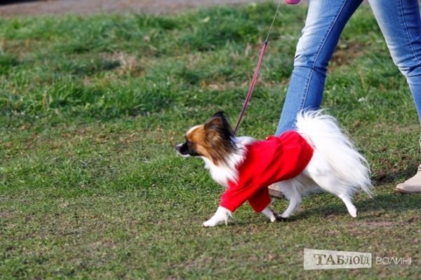 Луцький іподром перетворився на справжнє царство тварин. ФОТО