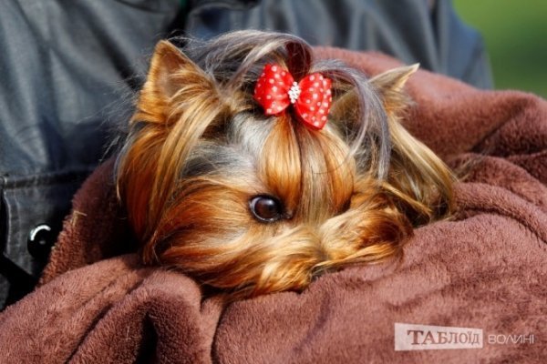 Луцький іподром перетворився на справжнє царство тварин. ФОТО