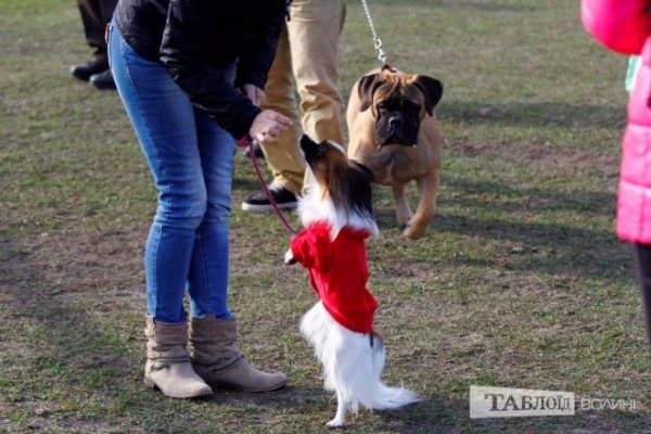 Луцький іподром перетворився на справжнє царство тварин. ФОТО