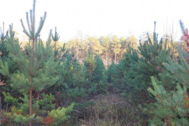 Осінь відступає: неймовірні світлини волинського лісу. ФОТО