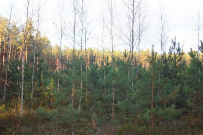 Осінь відступає: неймовірні світлини волинського лісу. ФОТО