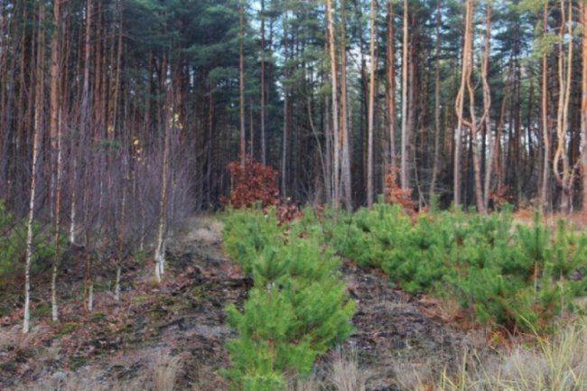 Осінь відступає: неймовірні світлини волинського лісу. ФОТО