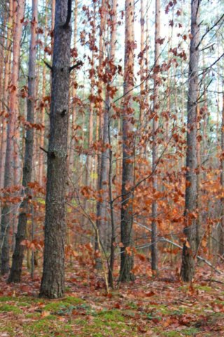 Осінь відступає: неймовірні світлини волинського лісу. ФОТО