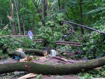 Впало дерево: у Львові через буревій загинула молода пара