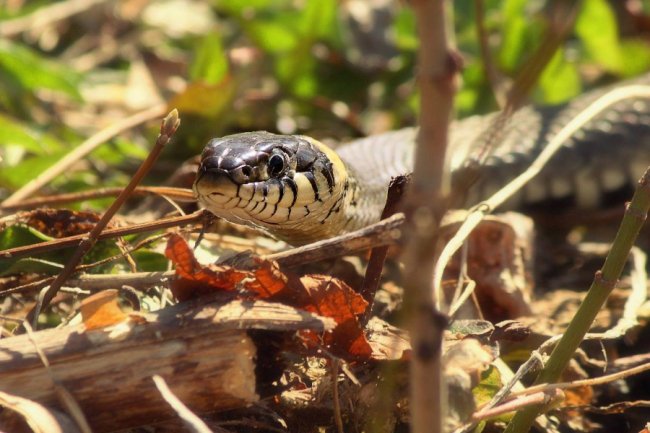 Пробудження природи: гарні світлини першого весняного тепла