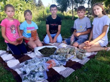 Юні волиняни зібрали для воїнів понад 40 пакетиків цілющих трав