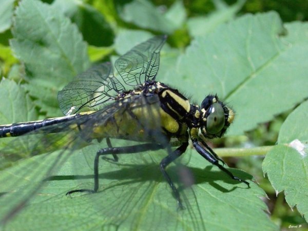 Одна з перших фотографій, зроблена на камеру мобільного телефону