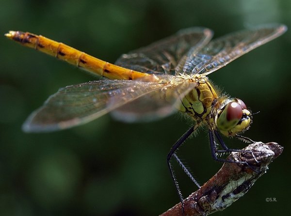 Фотовиставка Сергія Руденка