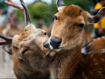 Від сьогодні у лісі на Волині – «сезон тиші» 