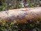 Трагедія в лісі: чоловіка на смерть задавила зрубана сосна