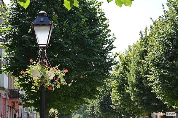 Місто, яке я люблю. Квіти Луцька