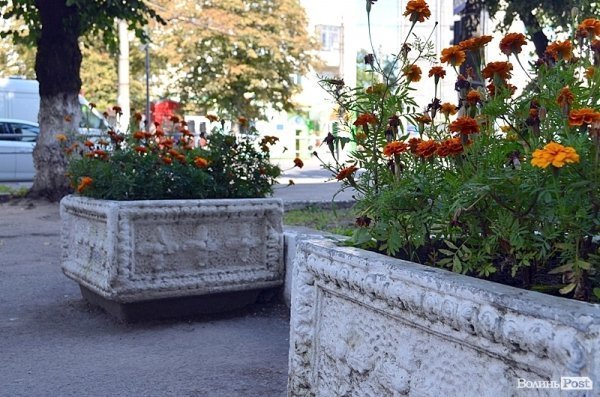 Місто, яке я люблю. Квіти Луцька