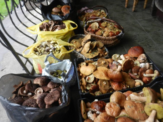 Грибний сезон на Волині набирає обертів