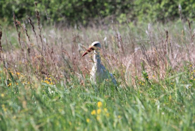 Лелеки позували у полі для волинського фотографа