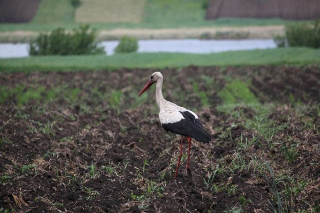 Лелеки позували у полі для волинського фотографа