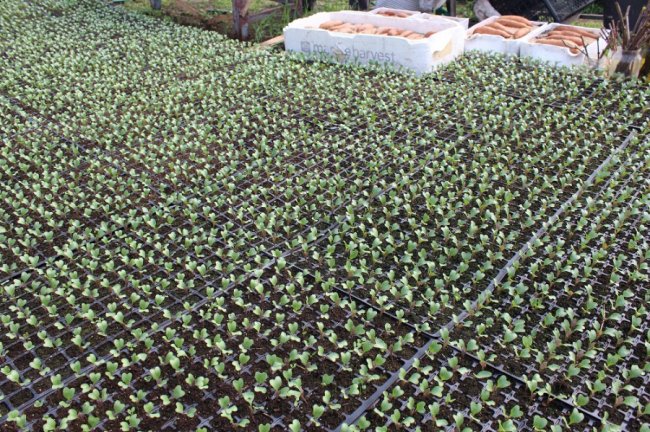 Малина, полуниця, цибуля: як на Волині фермери вирощують органічну продукцію