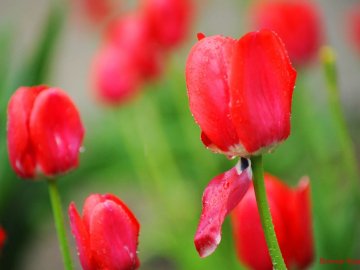 Весняні краплинки: волинський фотограф показав ніжну красу дощового Луцька. ФОТО