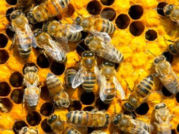 На Волині пасічники отримали гроші на розвиток бджільництва