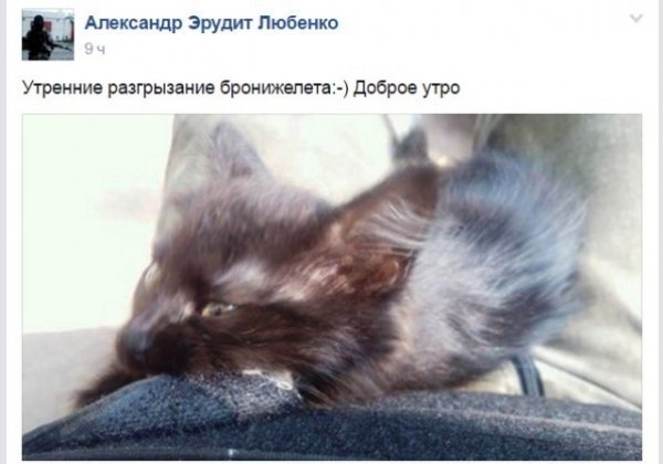 За що бійці АТО люблять котів. ФОТОРЕПОРТАЖ