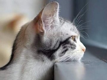 Циклон з Білорусі принесе в Україну похолодання