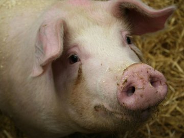 Волинянка нафантазувала поліцейським, що подруга вкрала в неї пів свині