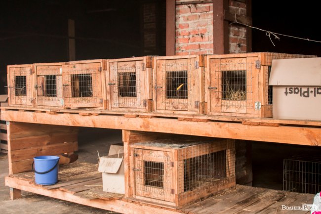 Тепло для чотирилапих: лісівники забезпечили дровами луцьку «Ласку». ФОТО