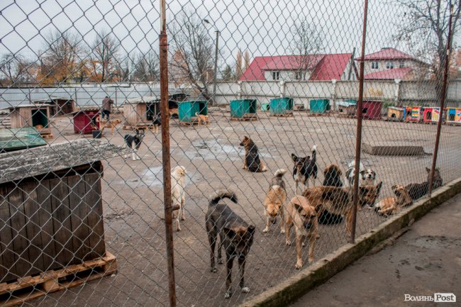 Тепло для чотирилапих: лісівники забезпечили дровами луцьку «Ласку». ФОТО