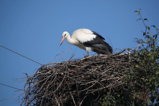 Молодий лелека позував волинському фотографу