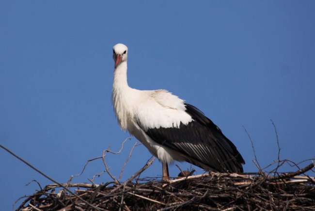 Молодий лелека позував волинському фотографу