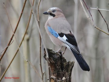 Ніби птахи прилетіли попрощатись: луцький фотограф присвятив добірку світлин загиблому Юрію Яцюку