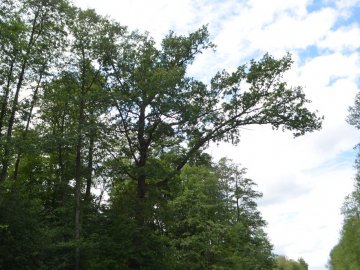 Цуманська пуща