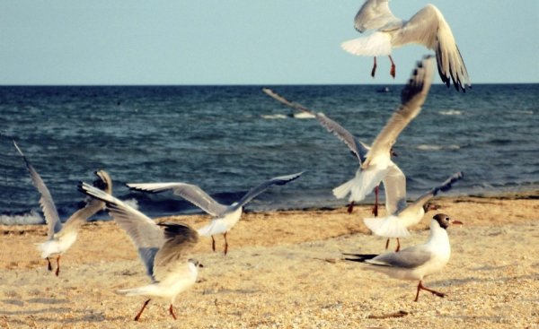 Свобода. Улюблене місце з улюбленими пташками. Арабатська стрілка, липень 2013 р. Автор Настя Чайка