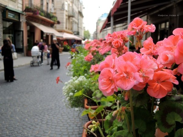 Львів - чудове, вишукане архітектурне місто, з вузенькими вуличками, на яких так багато прекрасних квітів. Місце зйомки: Львів. Липень 2013. Автор: Владислав Фульмес