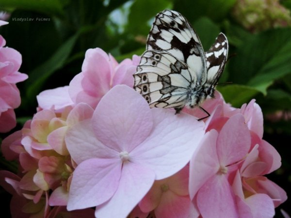Чудо переходу з одного стану в інший – перетворення гусениці, незрозумілої лялечки в ніжного метелика. завжди зворушувало людину... (Е.Епплі). Нововолинськ. Червень 2013. Автор: Владислав Фульмес 